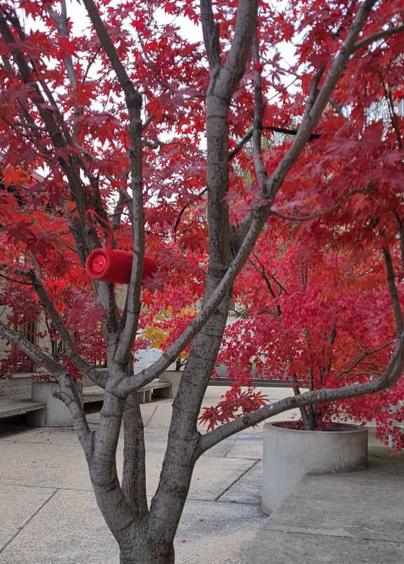 Naba Tree Installation